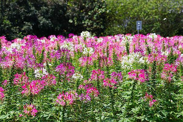 2023 古亭河濱公園  翩翩起舞醉蝶花