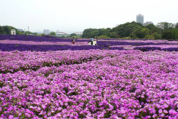 2023 古亭河濱公園花海浪漫滿開