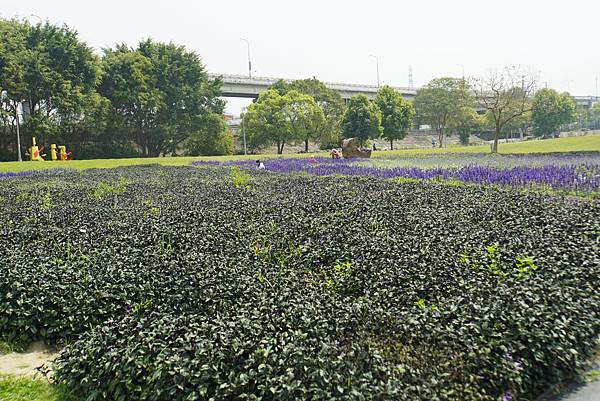 2023 古亭河濱公園花海浪漫滿開