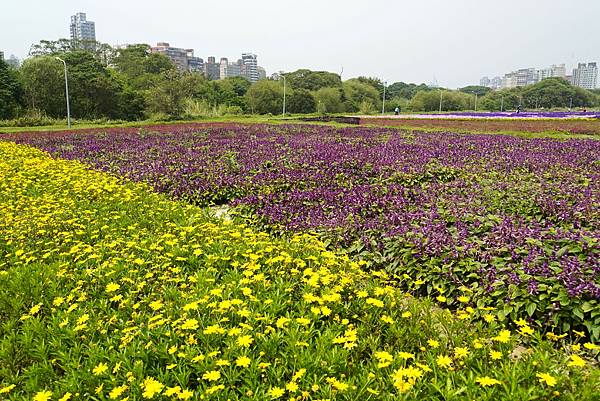 2023 古亭河濱公園花海浪漫滿開