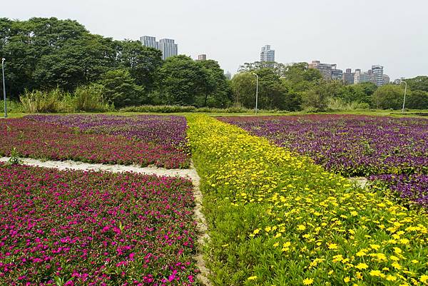 2023 古亭河濱公園花海浪漫滿開