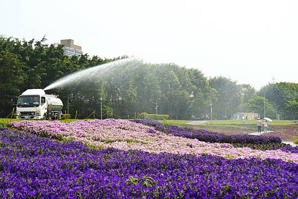 2023 古亭河濱公園花海浪漫滿開