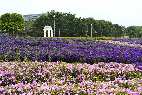 2023 古亭河濱公園花海浪漫滿開