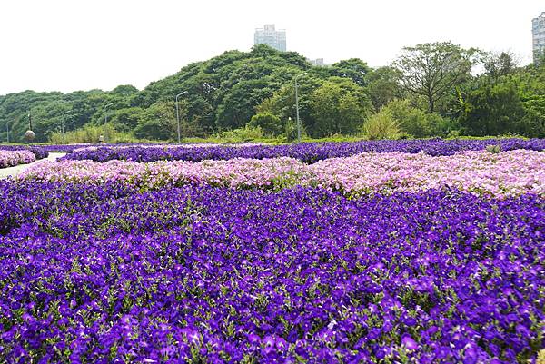 2023 古亭河濱公園花海浪漫滿開