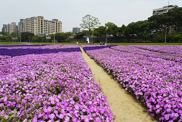 2023 古亭河濱公園花海浪漫滿開