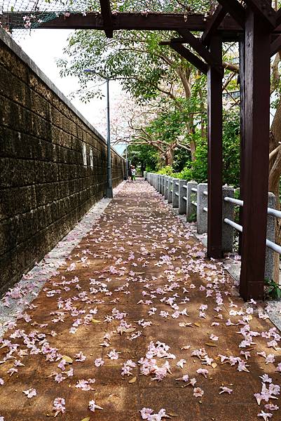 台灣戲曲中心  洋紅風鈴木