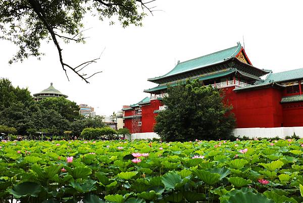 台北植物園賞荷