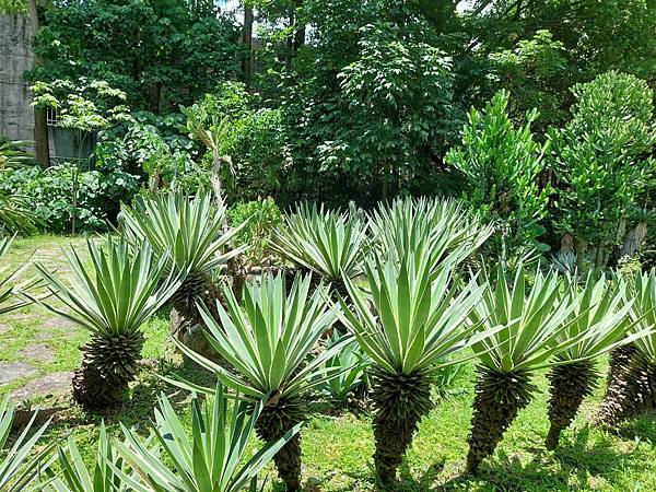 台北植物園 單刺仙人掌