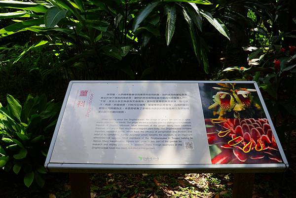 台北植物園 薑科植物