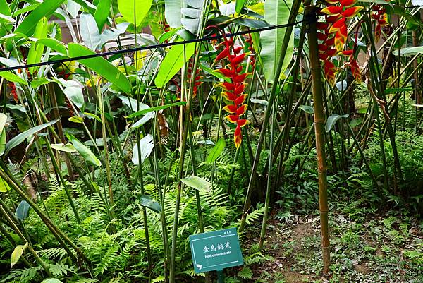 台北植物園 薑科植物