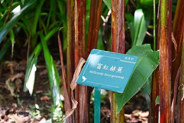 台北植物園 薑科植物