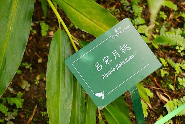 台北植物園 薑科植物