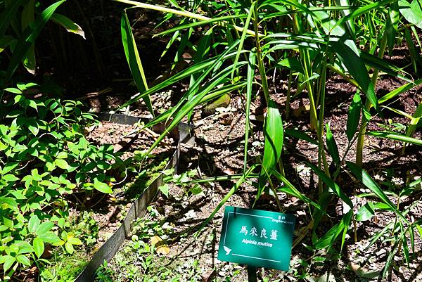 台北植物園 薑科植物