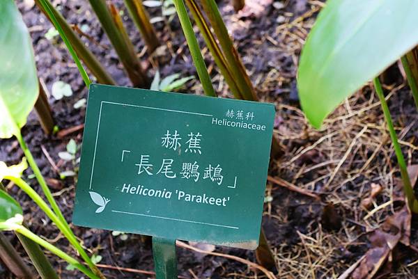 台北植物園 薑科植物