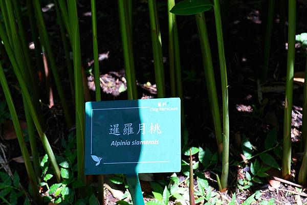 台北植物園 薑科植物