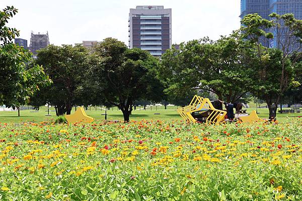 新北大都會公園 百日草盛開