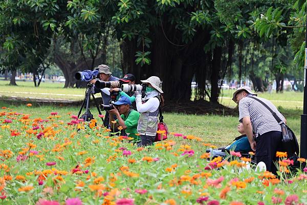 新北大都會公園 百日草盛開