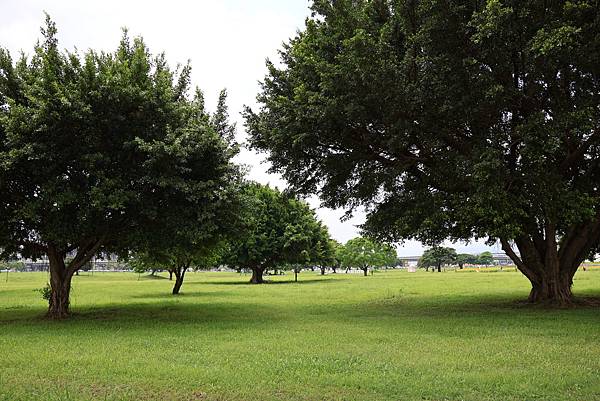 新北大都會公園 百日草盛開