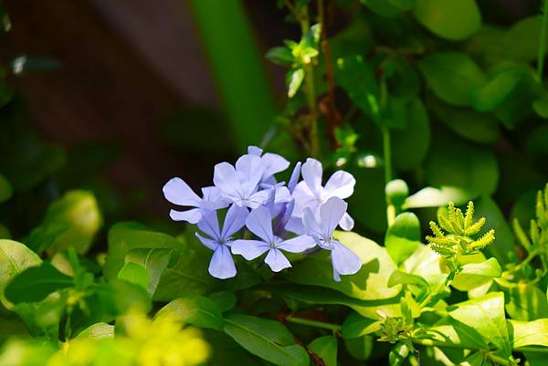 台北玫瑰園 藍色的溫柔-蘭雪花