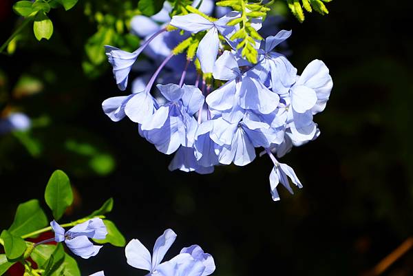 台北玫瑰園 藍色的溫柔-蘭雪花