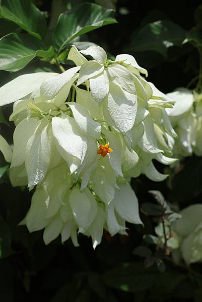 台北玫瑰園 雪萼花