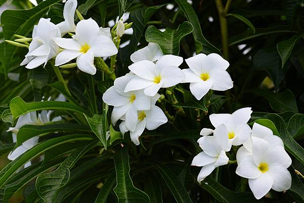 台北玫瑰園 箭葉緬梔花