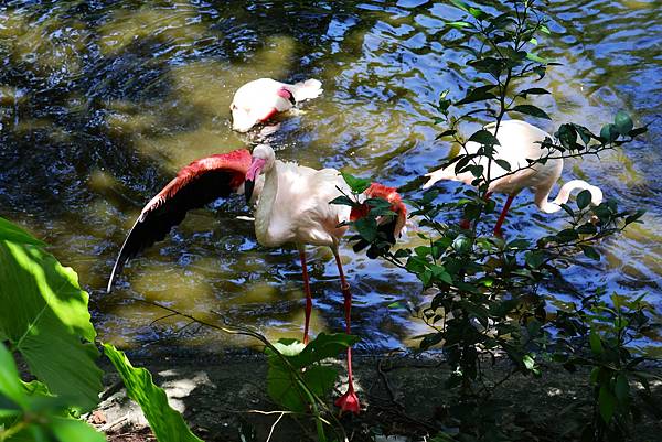 木柵動物園 大紅鶴