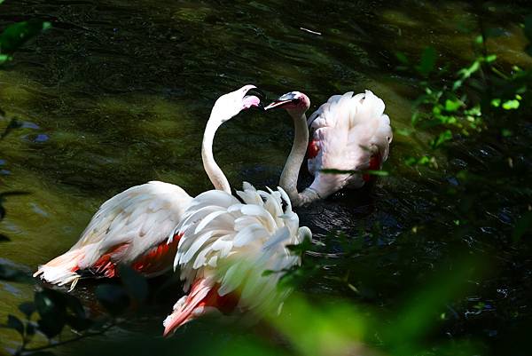 木柵動物園 大紅鶴