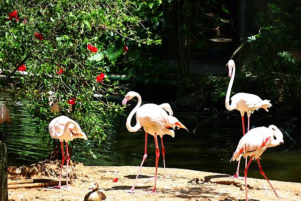 木柵動物園 大紅鶴