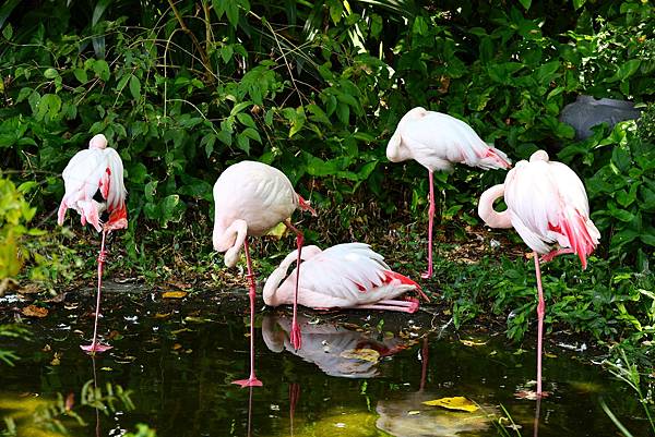 木柵動物園 大紅鶴