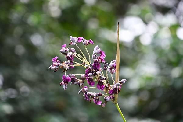 台北植物園 水竹芋◆垂花水竹芋