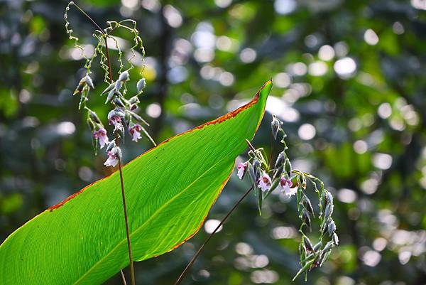台北植物園 水竹芋◆垂花水竹芋