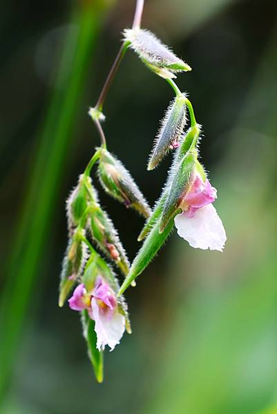 台北植物園 水竹芋◆垂花水竹芋