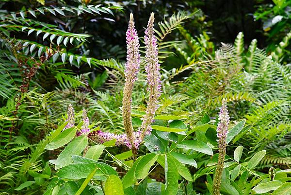 台北植物園 兔尾草