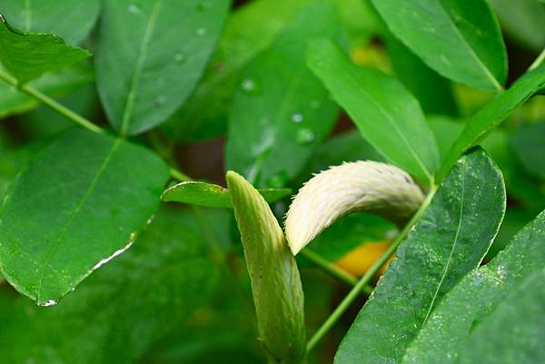 台北植物園 兔尾草