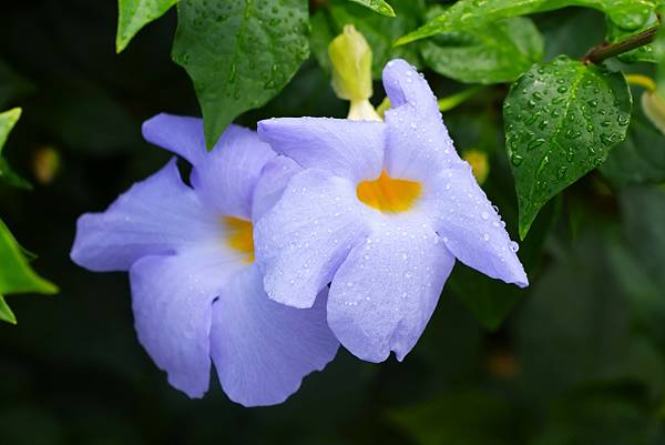 台北玫瑰園 華美燦爛的立鶴花