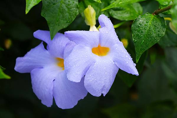 台北玫瑰園 華美燦爛的立鶴花