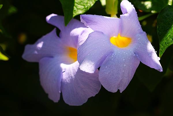 台北玫瑰園 華美燦爛的立鶴花