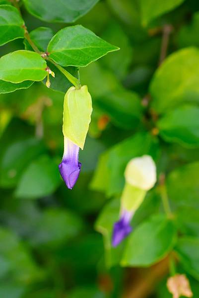 台北玫瑰園 華美燦爛的立鶴花