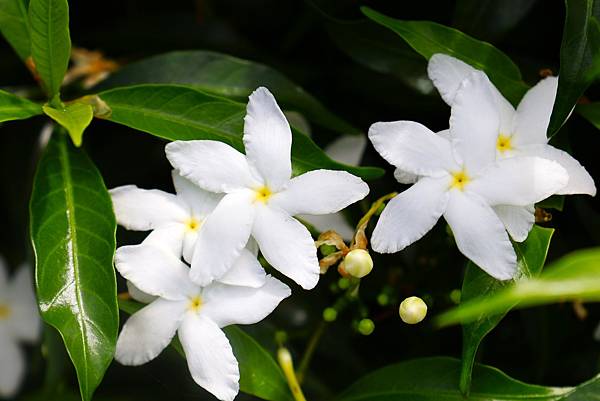 台北玫瑰園 南洋馬蹄花