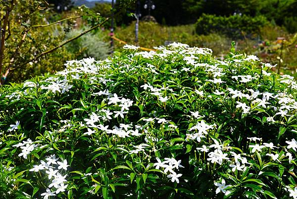 台北玫瑰園 南洋馬蹄花