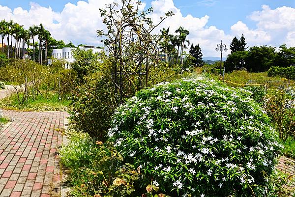 台北玫瑰園 南洋馬蹄花