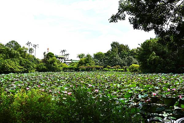 台北植物園 荷花池