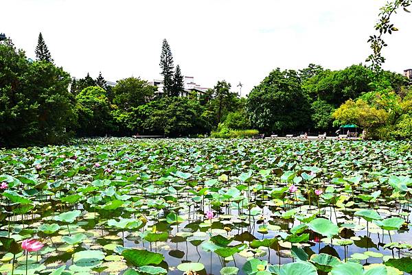 台北植物園 荷花池
