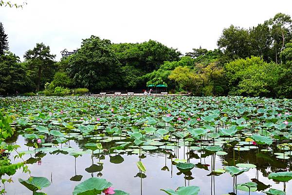 台北植物園 荷花池