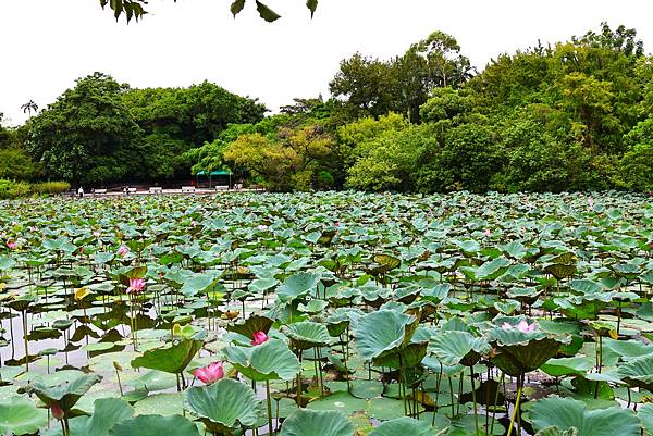 台北植物園 荷花池