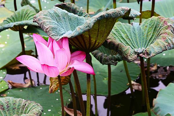 台北植物園 荷花池