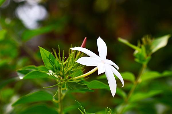 台北植物園 粉苞素馨