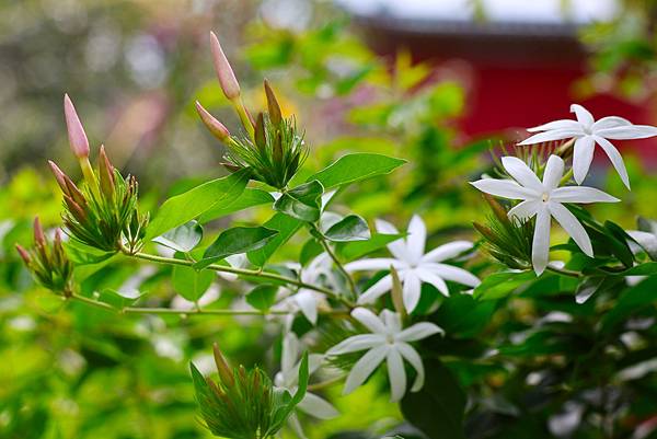 台北植物園 粉苞素馨