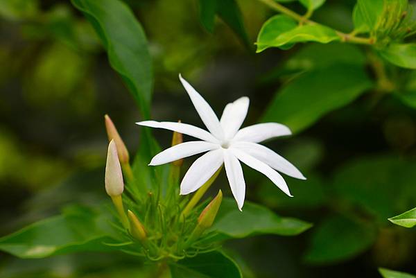 台北植物園 粉苞素馨